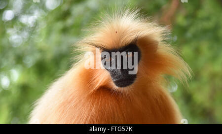 Gee ist golden Languren (goldene Affe) ein Affen der alten Welt in Assam,India.It gefunden gehört zu den am stärksten bedrohten Primatenarten Stockfoto