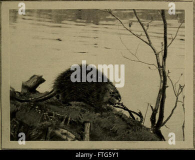 Vertraut Leben in Feld und Wald; Tiere, Vögel, Frösche und Salamander (1898) Stockfoto