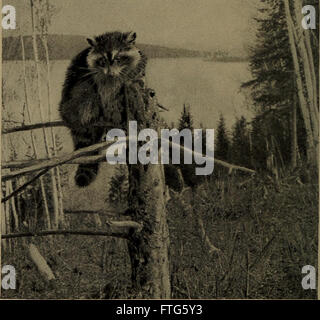 Vertraut Leben in Feld und Wald; Tiere, Vögel, Frösche und Salamander (1898) Stockfoto