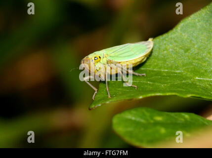 Europäische Grüne Leafhopper (Cicadella Viridis) posiert auf einem Blatt Stockfoto