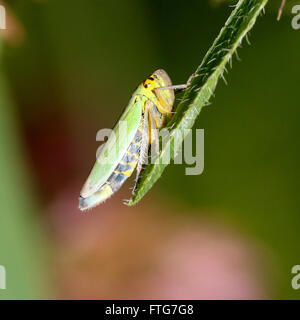 Europäische Grüne Leafhopper (Cicadella Viridis) posiert auf einem Blatt Stockfoto