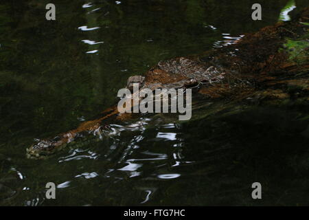 Southeast Asian falsche Gharial oder malaiische Gharial (Tomistoma Schlegelii) schwimmen in einem Strom, Nahaufnahme des Kopfes Stockfoto