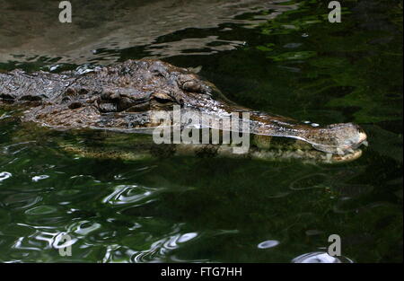 Southeast Asian falsche Gharial oder malaiische Gharial (Tomistoma Schlegelii) schwimmen in einem Strom, Nahaufnahme des Kopfes Stockfoto