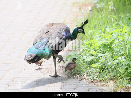 Weibliche asiatische grün Pfauenhennen oder Java Pfauen (Pavo Muticus) mit zwei ihrer Baby-Küken Stockfoto