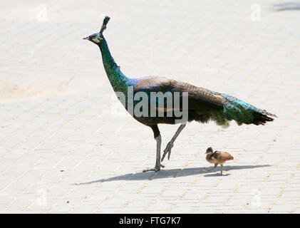 Weibliche asiatische grün Pfauenhennen oder Java Pfauen (Pavo Muticus) mit einem ihrer Baby-Küken Stockfoto