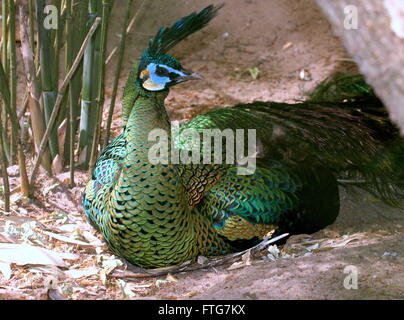 Asian Green Pfau oder Java Pfauen (Pavo Muticus), die auf dem Boden Stockfoto