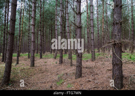 Frame-Füllung Bild der Pinien in Santon Warren, ein Waldgebiet, das Bestandteil der größeren Thetford Forest ausmacht. Stockfoto