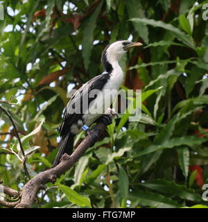 Australasian wenig Pied Kormoran oder kleine Shag (Microcarbo Melanoleucos, ehemals Phalacrocorax Melanoleucos) Stockfoto