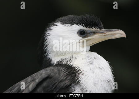 Australasian wenig Pied Kormoran oder kleine Shag (Microcarbo Melanoleucos, ehemals Phalacrocorax Melanoleucos) Stockfoto