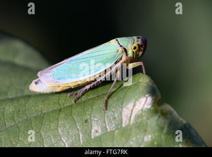 Europäische Grüne Leafhopper (Cicadella Viridis) posiert auf einem Blatt Stockfoto