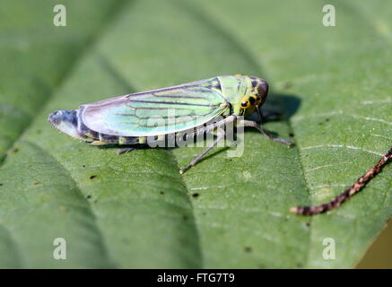 Europäische Grüne Leafhopper (Cicadella Viridis) posiert auf einem Blatt Stockfoto