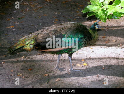 Asian Green Pfau oder Java Pfauen (Pavo Muticus) zu Fuß Stockfoto