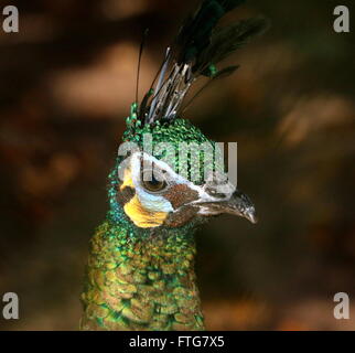 Weibliche asiatische grüne Pfau oder Java Pfauen (Pavo Muticus), Nahaufnahme des Kopfes Stockfoto