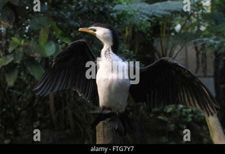 Australasian wenig Pied Kormoran oder Flügelchen Shag (Microcarbo Melanoleucos, ehemals Phalacrocorax Melanoleucos) trocknen Stockfoto