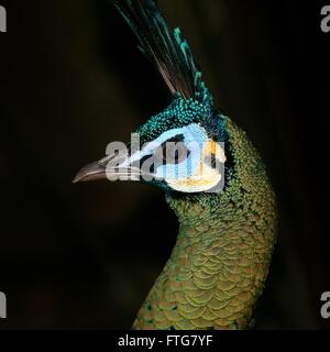 Asian Green Pfau oder Java Pfauen (Pavo Muticus), Nahaufnahme des Kopfes, im Profil gesehen Stockfoto