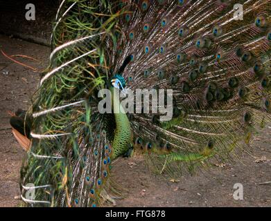 Männliche asiatische grüne Pfau oder Java Pfauen (Pavo Muticus) mit Schwanzfedern fanning, Balz Stockfoto