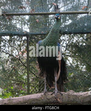 Männliche asiatische grüne Pfau oder Java Pfauen (Pavo Muticus), Gefangener Vogel im Burgers Zoo, Arnheim, Niederlande Stockfoto