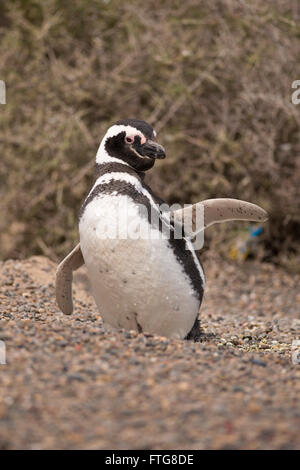 Magellanic Penguin stehen in Punta Tombo, Patagonien, Argentinien Stockfoto