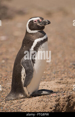 Magellanic Penguin stehen in Punta Tombo, Patagonien, Argentinien Stockfoto