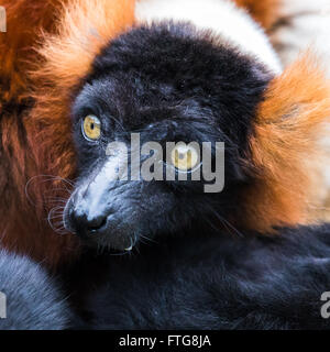 Platz abgeschnitten close-up Portrait von einer roten ruffed Lemur, wie es aus einem Nickerchen in der Sonne in Norfolk erwacht. Stockfoto