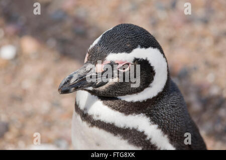 Porträt von einem Magellanic Penguin in Punta Tombo, Patagonien, Argentinien Stockfoto