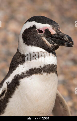 Porträt von einem Magellanic Penguin in Punta Tombo, Patagonien, Argentinien Stockfoto