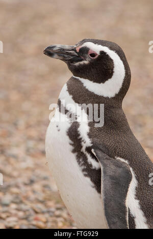 Magellanic Penguin stehen in Punta Tombo, Patagonien, Argentinien Stockfoto