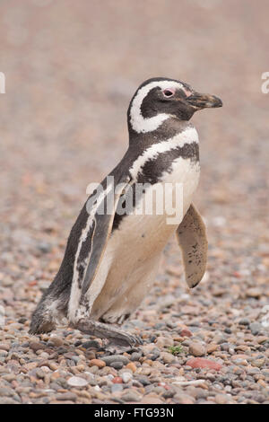 Magellanic Penguin stehen in Punta Tombo, Patagonien, Argentinien Stockfoto