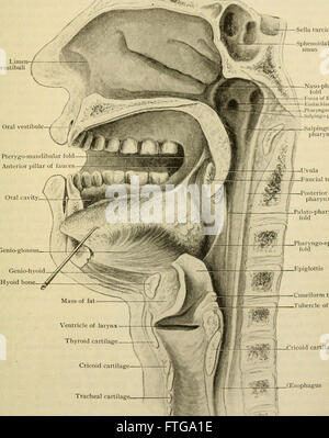 Menschliche Anatomie, einschließlich Struktur, Entwicklung und praktischen Erwägungen (1911)