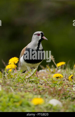 Südlichen Kiebitz auf dem Rasen. Typische Vogel Südamerikas, auch genannt Tero (Vanellus Chilensis) Stockfoto