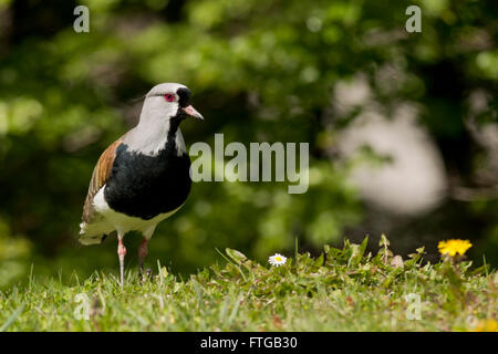 Südlichen Kiebitz auf dem Rasen. Typische Vogel Südamerikas, auch genannt Tero (Vanellus Chilensis) Stockfoto