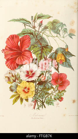 Diese botanische Platte aus einem historischen Text zeigt verschiedene Pflanzenordnungen und bietet detaillierte Darstellungen und Beschreibungen von Pflanzengruppen für wissenschaftliche Studien. Stockfoto