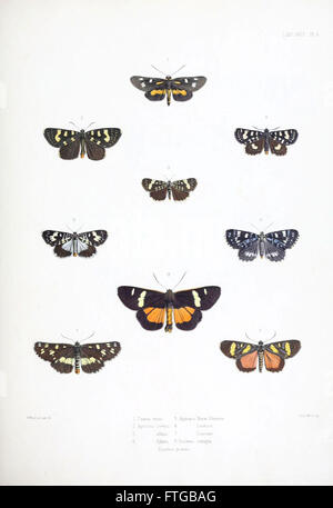 Eine Illustration aus der Sammlung des British Museums mit typischen Exemplaren von Lepidoptera Heterocera, einer Unterordnung von Falter. Diese Platte zeigt detaillierte Darstellungen verschiedener Mottenarten. Stockfoto