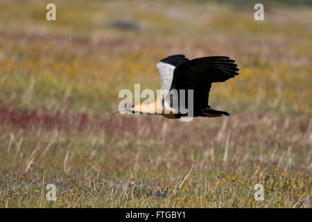 Black-faced Ibis über Wiesen in Patagonien fliegen. Typischen argentinischen Vogel namens Bandurria Austral Stockfoto