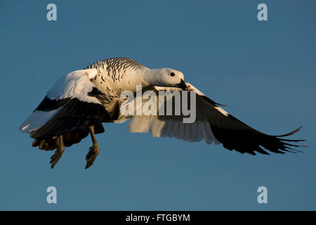 eine männliche Hochland Gans (Chloephaga Picta) fliegen in Laguna Nimez, Patagonien, Argentinien Stockfoto