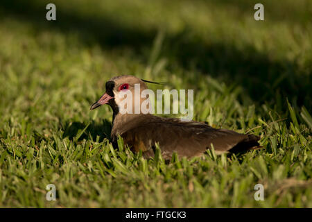 Südlichen Kiebitz auf dem Rasen. Typische Vogel Südamerikas, auch genannt Tero (Vanellus Chilensis) Stockfoto