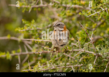 Rufous-Kragen Spatz, typisch für Südamerika, genannt auch chingolo Stockfoto