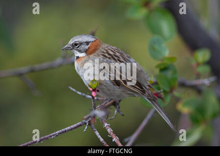 Rufous-Kragen Spatz, typisch für Südamerika, genannt auch chingolo Stockfoto