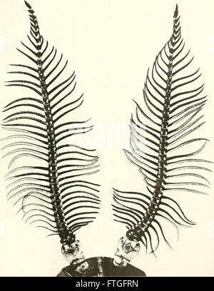„Marvels of Insect Life“ (1916) bietet einen zugänglichen Überblick ...