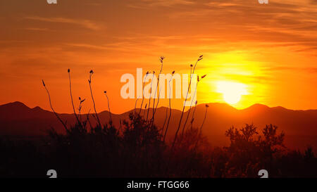 Die Sonne geht über die Berge und die Wüste des Saguaro National Park Stockfoto