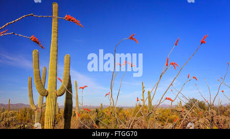 Sonora-Wüste Landschaft mit blühenden Ocotillo und Saguaro Kaktus Stockfoto