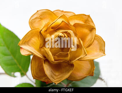 Ein Schuss von einem sterbenden rose Stockfoto