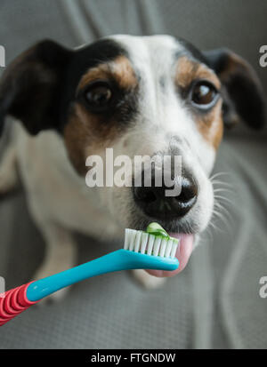 Blick in Richtung Kamera lecken Hund freundlich Zahnpasta aus einer Zahnbürste bevor er seine Zähne gereinigt-Jack-Russell-terrier Stockfoto