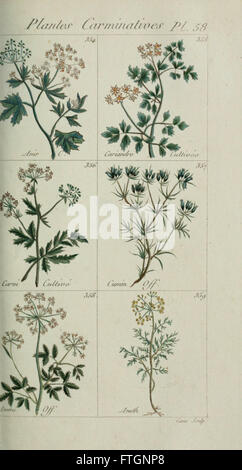 Eine Illustration aus „Plantes usuelles, indigènes et exotiques“, die