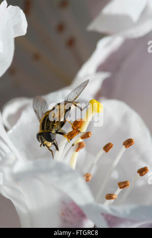 So Fly (Heliophilus Pendulas) auf Rhododendron-Blüte Stockfoto