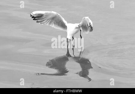 Juvenilen Lachmöwe (Chroicocephalus Ridibundus) mit Schnabel berühren Wasser schwebt. Möwe spiegelt sich im Kaspischen Meer Stockfoto