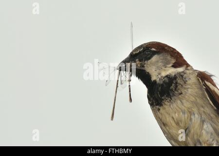 Haussperling (Passer Domesticus) mit Libellen im Schnabel. Ein gemeinsamer Garten Vogel in der Familie Passeridae mit Insekten im Schnabel Stockfoto