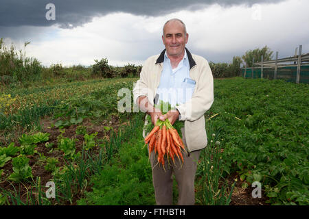 Landwirt zeigen Karotten im Garten Gemüse Pic von Pako Mera Stockfoto