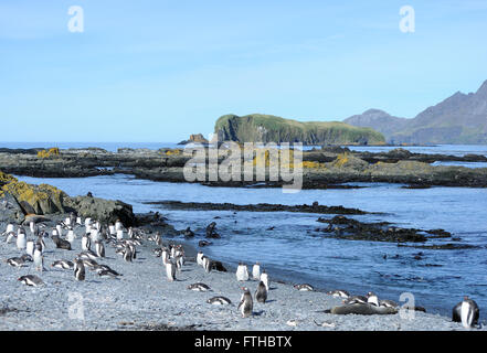 Gentoo Penguins (Pygoscelis Papua) und junge Antarktis Pelz Dichtungen (Arctocephalus Gazella) an den Strand von Prion Island. Stockfoto
