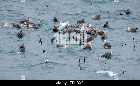 Eine Sammlung von Seevögeln ernähren sich von einem Patch von Krill oder kleine Fische an der Oberfläche des Meeres. Stockfoto